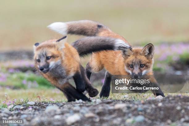 fox kit chase - fox pup stock pictures, royalty-free photos & images