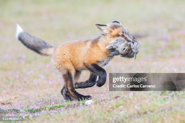 Fox Part Rabit 1,698 A Ran Fox Stock Photos, High-Res Pictures, and Images - Getty Images