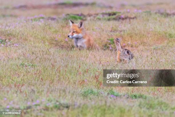 Fox Pup And Rabbit 199 Rabbit Cub Stock Photos, High-Res Pictures, and Images - Getty Images