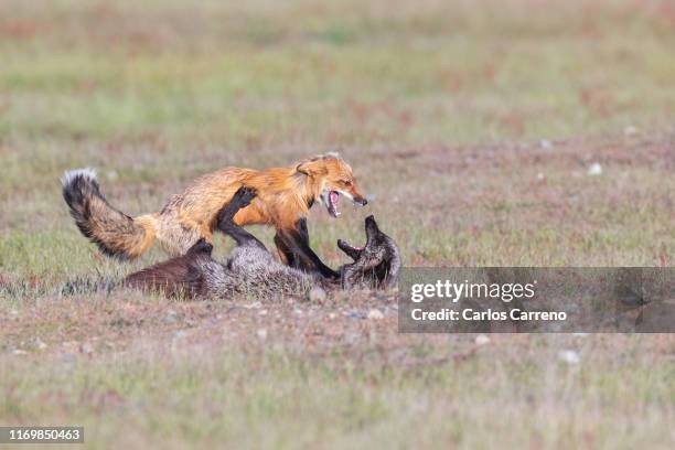 Fox Fight 59 Red Fox Fight Stock Photos, High-Res Pictures, and Images - Getty Images