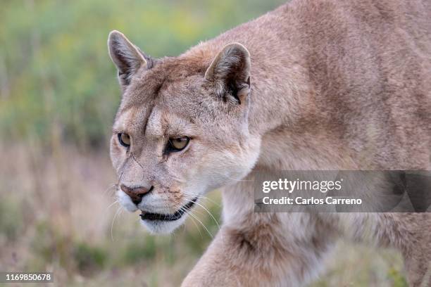 puma close up - cougar fotografías e imágenes de stock