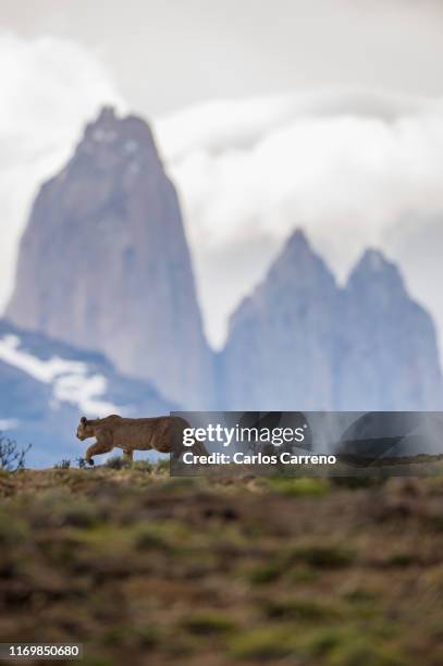 puma stalking with torres del paine as a backdrop - puma torres del paine national park fotografías e imágenes de stock