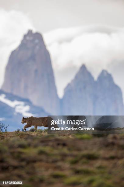 puma stalking with torres del paine as a backdrop - torres del paine national park imagens e fotografias de stock