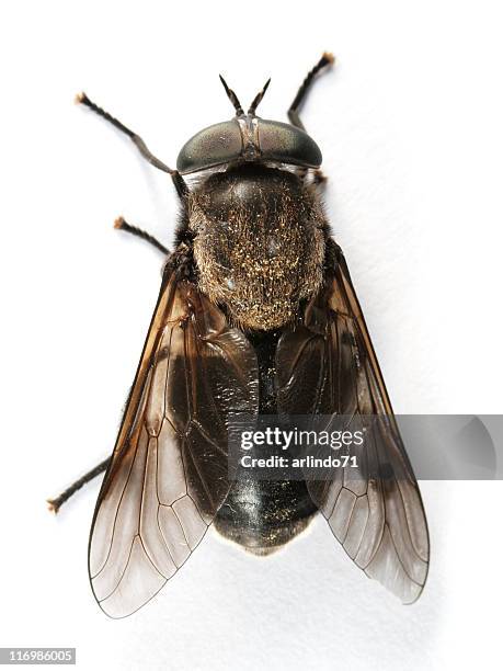 horsefly - bremse stock-fotos und bilder