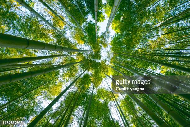 großer bambuswald im wald - bamboo material stock-fotos und bilder