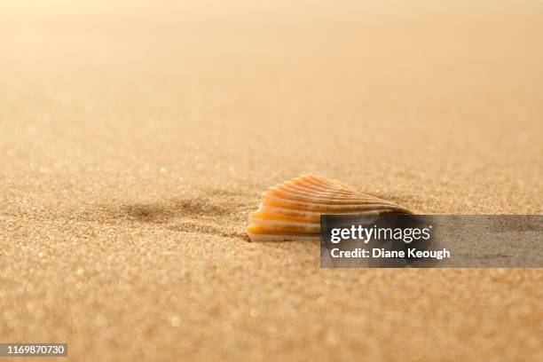 450 Morning Shell 463 Cannon Shell Stock Photos, High-Res Pictures, and Images - Getty Images