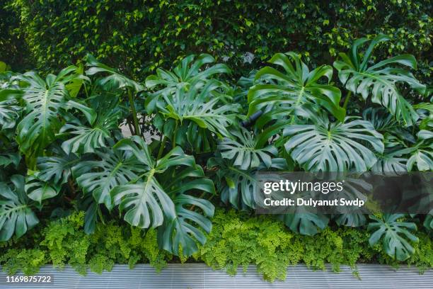 monstera plant - plante tropicale photos et images de collection
