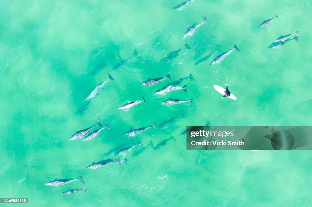 Aerial view of a Large pod of Dolphins with a surfer swimming in the ocean