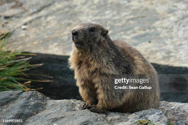 Marmot sits on a rock on a mountainside above the retreating Pasterze glacier on August 14, 2019 near Heiligenblut am Grossglockner, Austria. The...