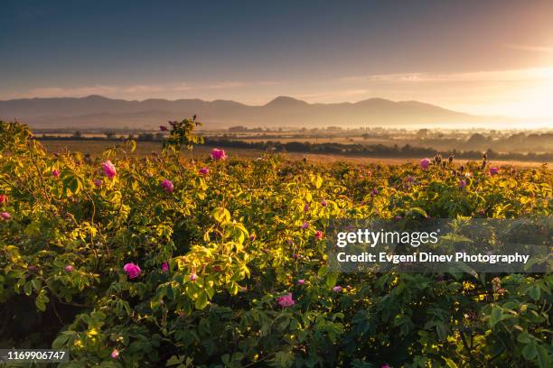 1,837 Valley Of Roses Stock Photos, High-Res Pictures, and Images ...