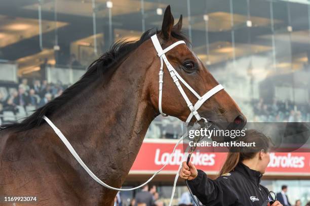 Brimham Rocks after winning the East Malvern Bendigo Bank MRC Foundation Cup ,at Caulfield Racecourse on September 21, 2019 in Caulfield, Australia.