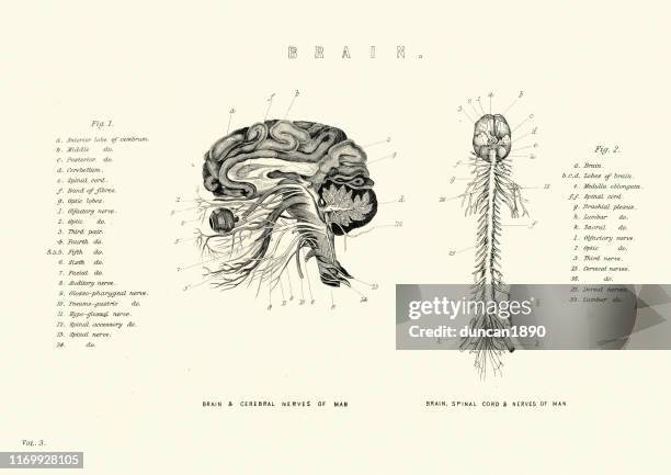 viktorianisches anatomisches diagramm des gehirns und rückenmarks, nerven - medical diagram stock-grafiken, -clipart, -cartoons und -symbole