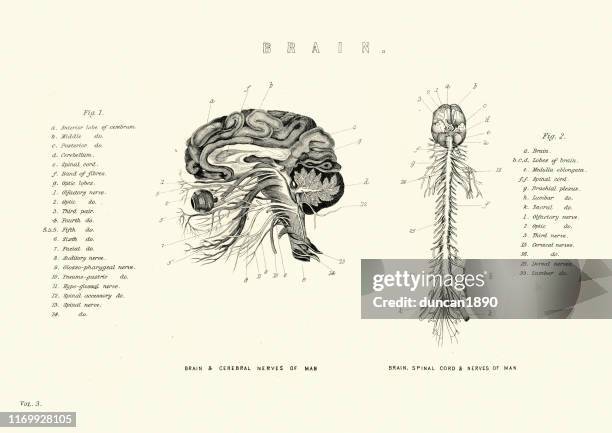 ilustraciones, imágenes clip art, dibujos animados e iconos de stock de diagrama anatómico victoriano del cerebro y la médula espinal, nervios - medical diagram