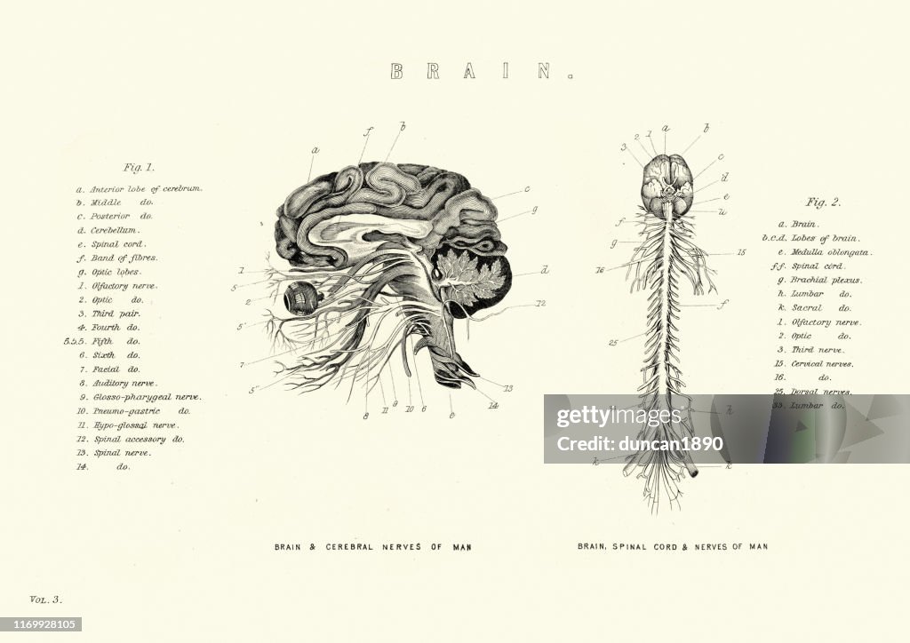 Victorian anatomical diagram of the brain and spinal cord, nerves