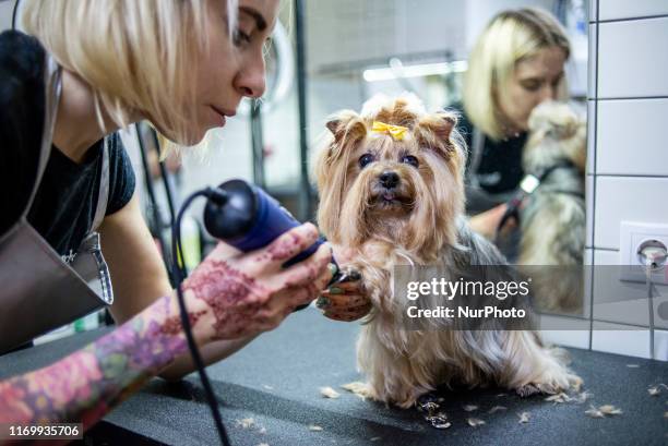 Dog grooming session at the Barber Pet grooming salon in Kyiv, Ukraine, on September 19, 2019.