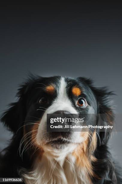 a bernese mountain dog poses in studio lights at home - berner alpen 個照片及圖片檔