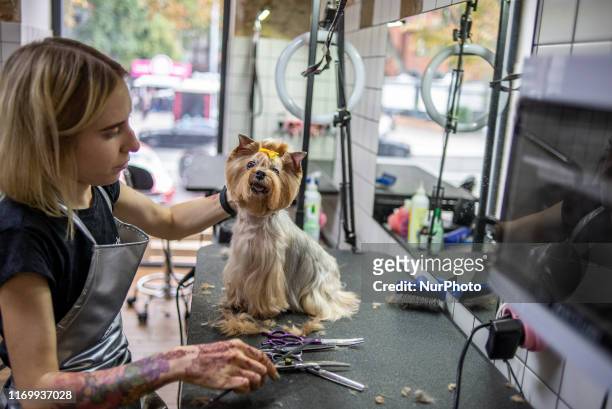 Dog grooming session at the Barber Pet grooming salon in Kyiv, Ukraine, on September 19, 2019.