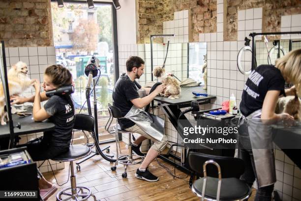 Dog grooming session at the Barber Pet grooming salon in Kyiv, Ukraine, on September 19, 2019.
