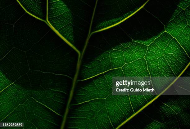view of a leaf's veins. - blatt grün stock-fotos und bilder