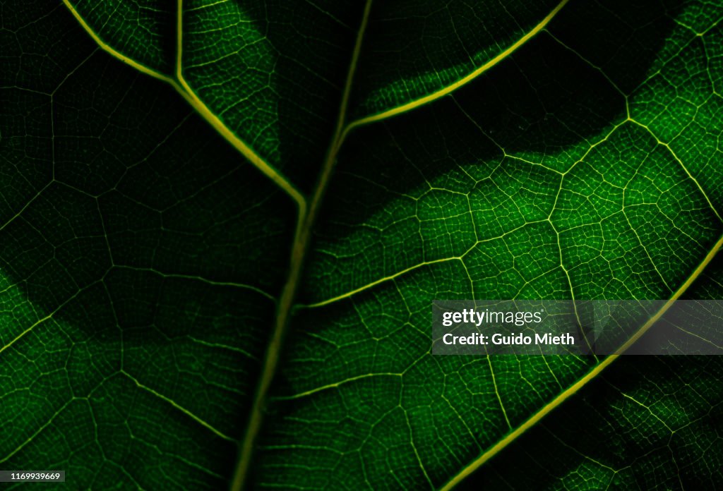 View of a leaf's veins.