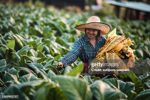young woman working harvesting tobacco leaf in nong khai thailand - tobacco workers stockfoto's en -beelden