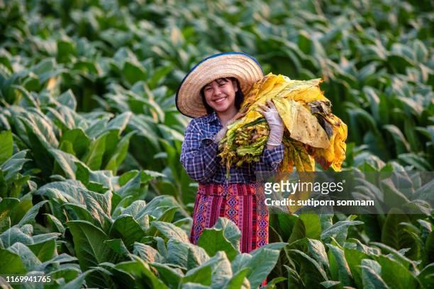 happiness tobacco farming woman working harvesting tobacco leaf in nong khai thailand - tobacco growing stock pictures, royalty-free photos & images