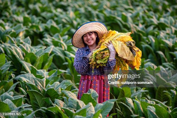 happiness tobacco farming woman working harvesting tobacco leaf in nong khai thailand - tobacco harvests stock pictures, royalty-free photos & images