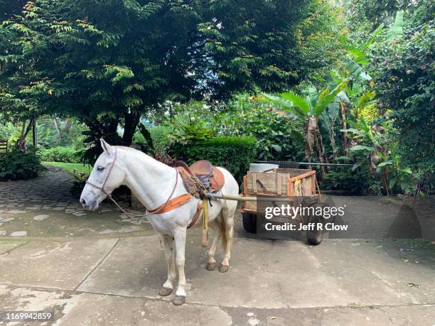 horse and horse drawn cart - horse pulling wagon stock pictures, royalty-free photos & images