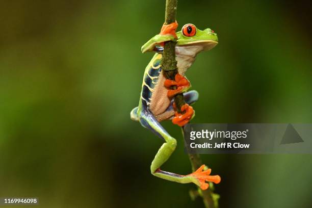 red eyed tree frog climbing - kikker kikvorsachtige stockfoto's en -beelden