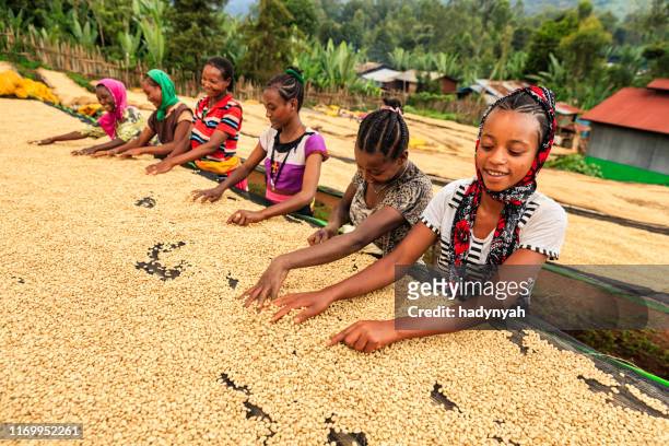 afrikanische mädchen und frauen sortieren kaffeebohnen, ostafrika - äthiopischer abstammung stock-fotos und bilder