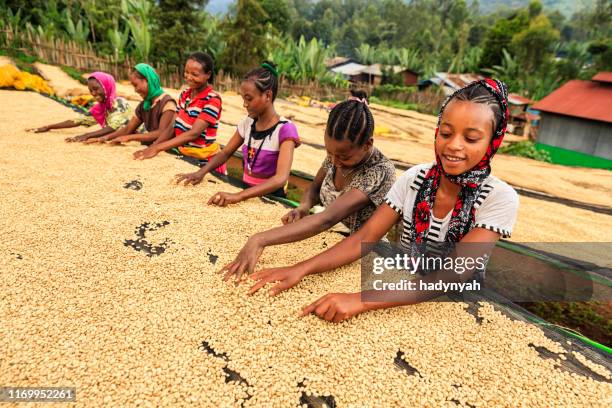 コーヒー豆を選別するアフリカの女の子と女性、東アフリカ - child labor ストックフォトと画像