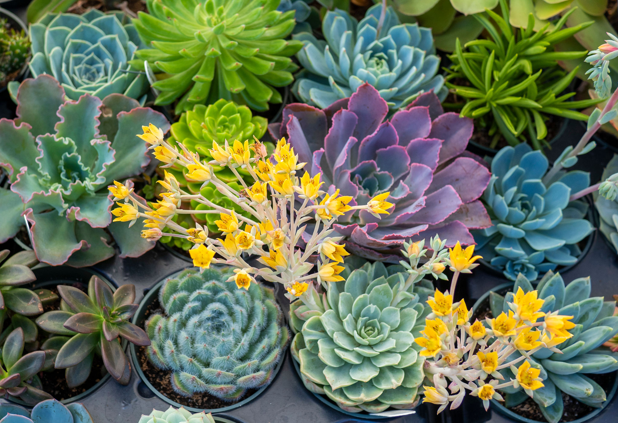 personalized plant selection