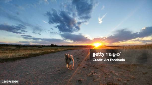 pomsky sunrise - highlights stock-fotos und bilder