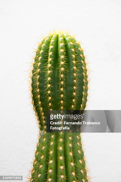 cactus with penis shape - cactus white background stock-fotos und bilder