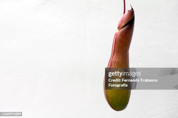 nepenthes, carnivorous plant with penis shape - carnivora stock pictures, royalty-free photos & images