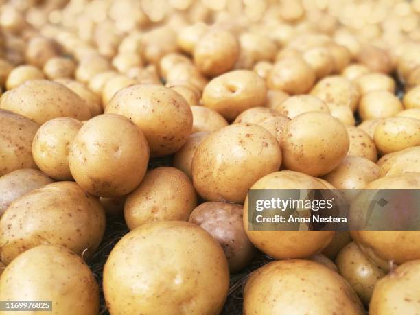 traditional harvest harvesting potato field - potato harvest imagens e fotografias de stock