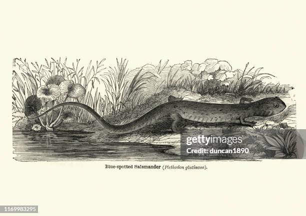 blue spotted salamander (ambystoma laterale) - salamander stock illustrations