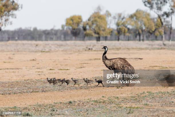male emu with a group of chicks walking in the dry, drought area of australia - émeu photos et images de collection