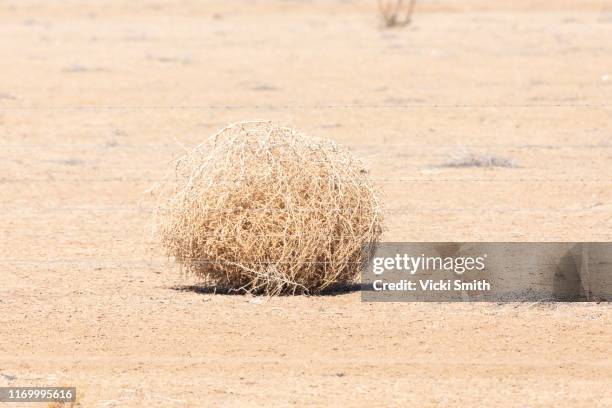 dry ball of tumble weed - dry brush stock pictures, royalty-free photos & images