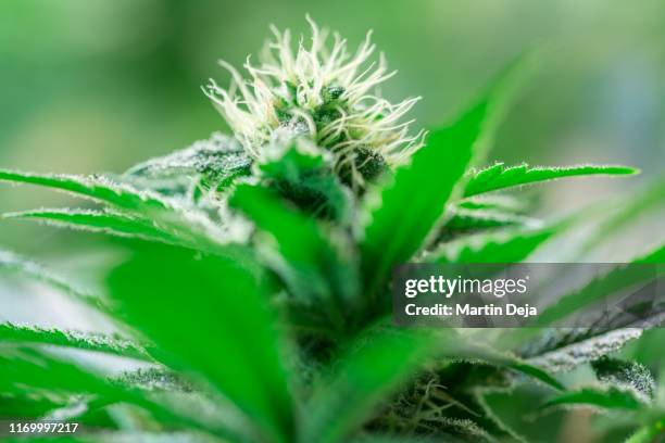 hemp growing indoors hdr - cannabis sativa stock pictures, royalty-free photos & images