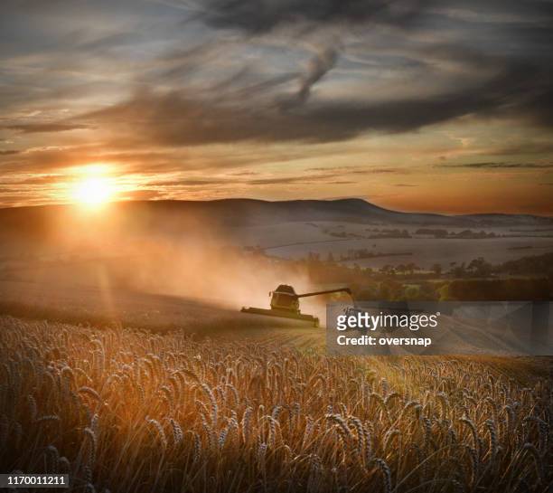 wheat harvest - wilmington - east sussex imagens e fotografias de stock