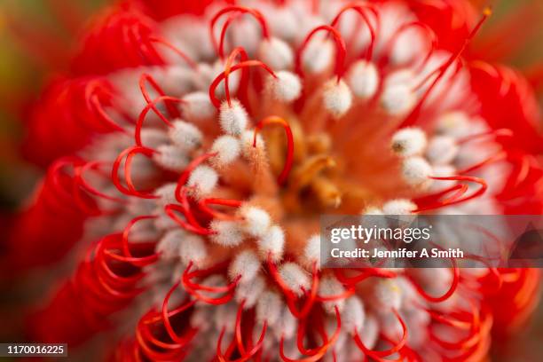 banksia flower - banksia stock pictures, royalty-free photos & images