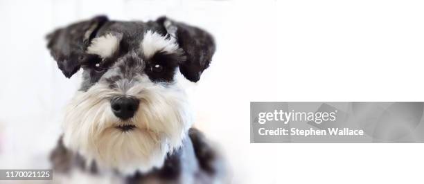 76 Black And White Schnauzer Photos and Premium High Res Pictures - Getty Images 76 Black And White Schnauzer Photos And Premium High Res Pictures - Getty Images