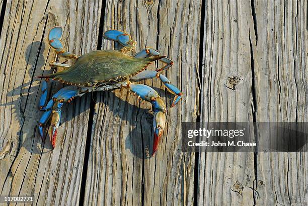 caranguejo-azul de maryland - blue crab - fotografias e filmes do acervo