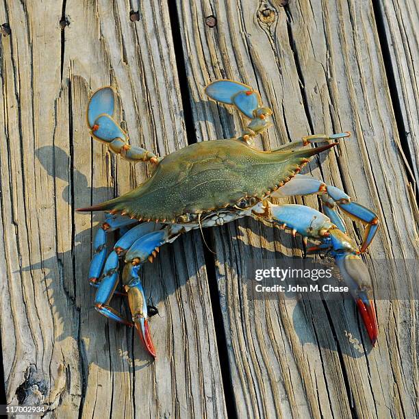 blue crab - chesapeake bay stockfoto's en -beelden