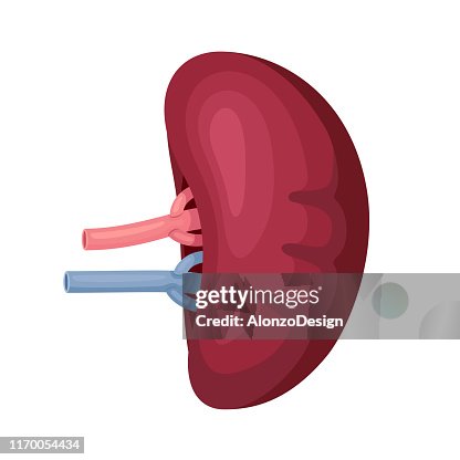 Human Spleen Anatomy High Biology Diagrams