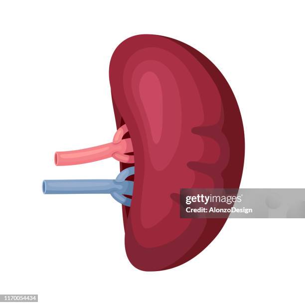 人類脾臟解剖學 - spleen 幅插畫檔、美工圖案、卡通及圖標