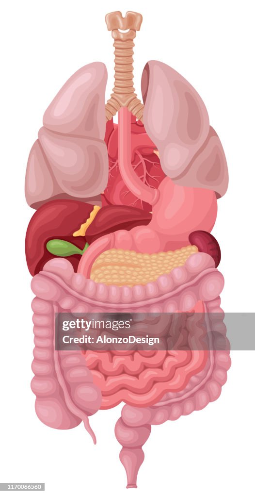Anatomy Of Human Internal Organs High Biology Diagrams