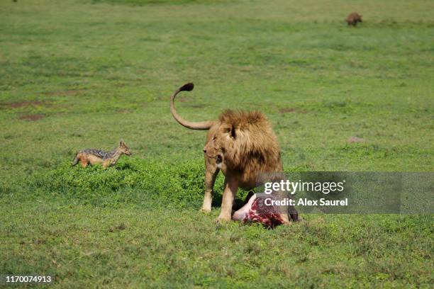 lion eating buffalo - djurtrick bildbanksfoton och bilder