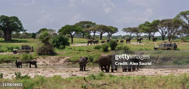 elephant around tourist safari cars, tarangire national park, tanzania - tarangire national park stockfoto's en -beelden